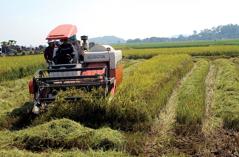 Khâu thu hoạch lúa được cơ giới hoá trên đồng đất thị xã hiện đã chiếm hơn 70% diện tích.