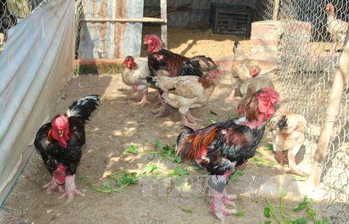 Gà đặc sản Đông Tảo. Ảnh: Sỹ Tuyên/TTXVN