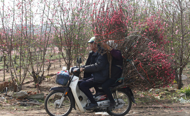 Hoa đào từ lâu đã trở thành loài hoa đặc trưng không thể thiếu trong các ngày Tết ở miền bắc Việt Nam. Tùy vào sở thích cá nhân, mỗi người sẽ chọn cho mình một dáng thế hoặc màu sắc đậm nhạt khác nhau của hoa đào để chơi trong những ngày Tết (Ảnh: Reuters)