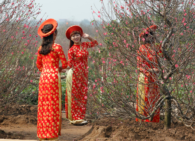 Những thiếu nữ xinh đẹp chụp ảnh trong vườn đào ở thủ đô Hà Nội khi tiết trời đang vào xuân (Ảnh: Reuters)