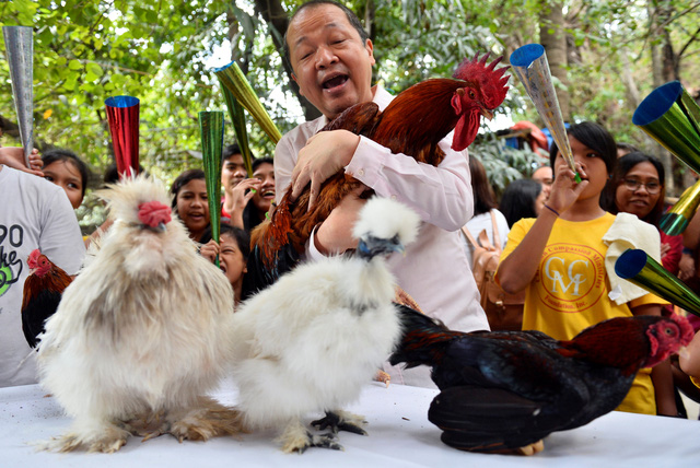 Gà trống “khoe sắc” trước thềm năm con gà Đinh Dậu tại sở thú Malabon, Manila, Philippines (Ảnh: Reuters)