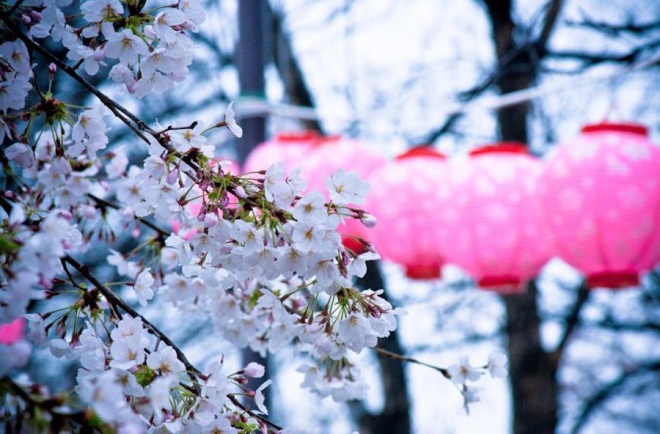 Lễ hội hoa anh đào là đặc trưng của đất nước mặt trời mọc, diễn ra vào tháng 3-4 hàng năm. Thời điểm này, người Nhật sẽ trải bạt ngồi dưới gốc cây, nhâm nhi chén rượu sake truyền thống cùng người thân, bạn bè và ngắm những đoá anh đào rực rỡ. Ảnh: World travel.