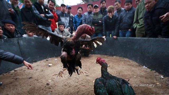  Chọi gà là một thú chơi góp mặt ở hầu hết các ngày lễ Tết và hội họp của người Việt. Thú chơi này vừa có tính tiêu khiển lại vừa khuyến khích việc chăn nuôi của người làm nông xưa. 