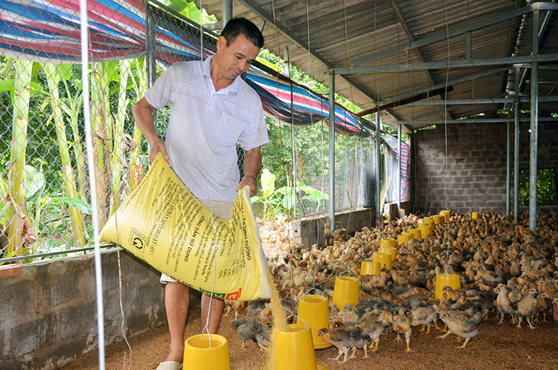Mô hình nuôi gà của hộ anh Trần Quang Khương, Chủ nhiệm CLB Nông trang Dực Yên (huyện Đầm Hà).