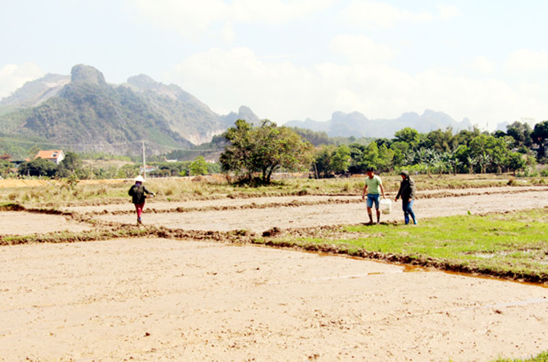 Người dân ra đồng sản xuất đầu năm mới tại cánh đồng Ba Sào, thôn Đá Trắng, xã Thống Nhất, huyện Hoành Bồ