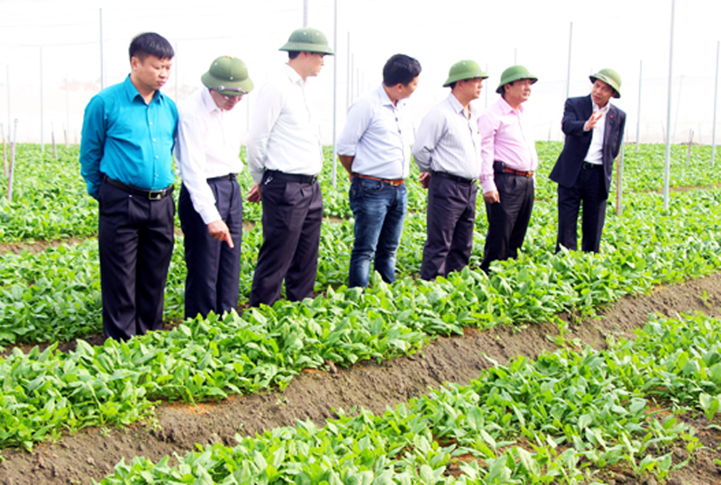 Phó Chủ tịch Thường trực UBND tỉnh Đặng Huy Hậu kiểm tra sản xuất nông nghiệp tại Khu nông nghiệp công nghệ cao Hồng Thái Tây, TX Đông Triều ngày mùng 6 Tết.  Ảnh: Ngọc Thanh