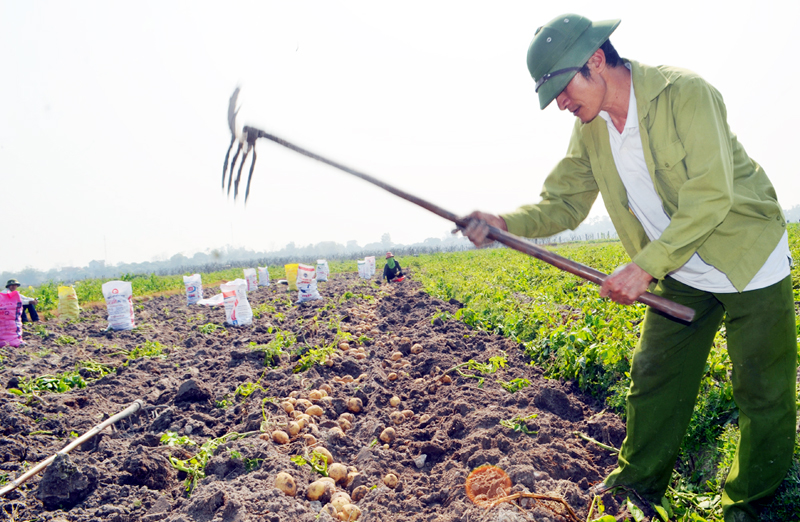Nông dân thu hoạch khoai tây Atlantic tại xã Bình Dương, TX Đông Triều.