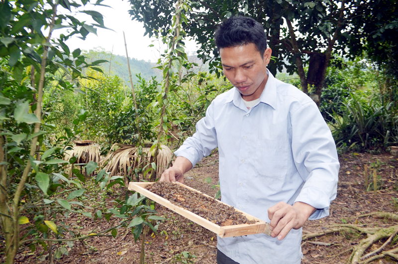 Nuôi ong lấy mật đang là mô hình phát triển kinh tế của nhiều hộ dân trên địa bàn xã Lương Mông, huyện Ba Chẽ. Trong ảnh: Anh Bàn Văn Khoa, thôn Khe Giấy kiểm tra đàn ong mật của gia đình.