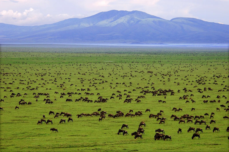 1. Đồng cỏ Serengeti. Là hệ sinh thái xavan nằm trên lãnh thổ châu Phi, trải dài từ phía Bắc Tanzania đến Tây Nam Kenya, với diện tích khoảng 30.000 km2. Nó là một trong 7 kì quan thiên nhiên châu Phi và 1 trong 10 kì quan của thế giới với cuộc di cư khổng lồ của những đàn động vật có vú diễn ra hàng năm.