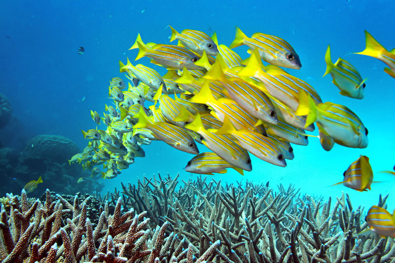 6. Rạn san hô Great Barrier. Là hệ thống rạn san hô lớn nhất thế giới bao gồm khoảng 3.000 tảng đá ngầm riêng rẽ và 900 hòn đảo, kéo dài khoảng 2.600 km, bao phủ một vùng có diện tích xấp xỉ 344.400 km2. Phần đá ngầm nằm ở khu vực biển San Hô, cách bờ biển Queensland về hướng Đông Bắc Australia.