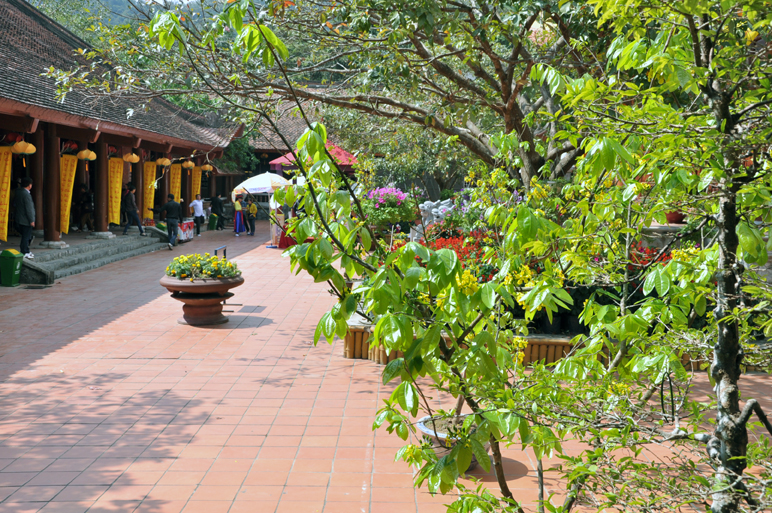 Mai vàng Yên Tử được Công ty Tùng Lâm bài trí đón du khách về với hội xuân Yên Tử ngay từ chân núi, tại nhà ga cáp treo.
