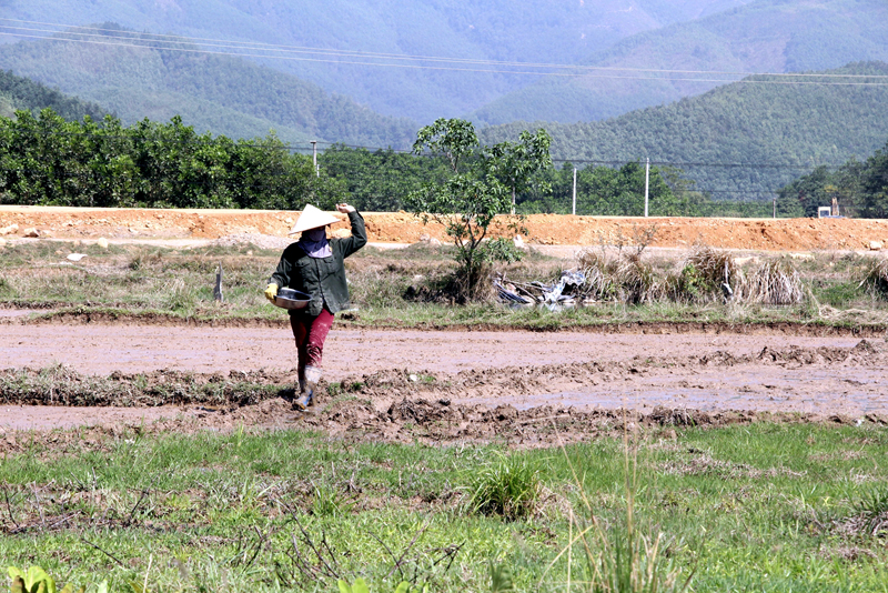 Người dân thôn Đá Trắng (xã Thống Nhất, huyện Hoành Bồ) gieo thẳng lúa vụ xuân trên cánh đồng Ba Sào.