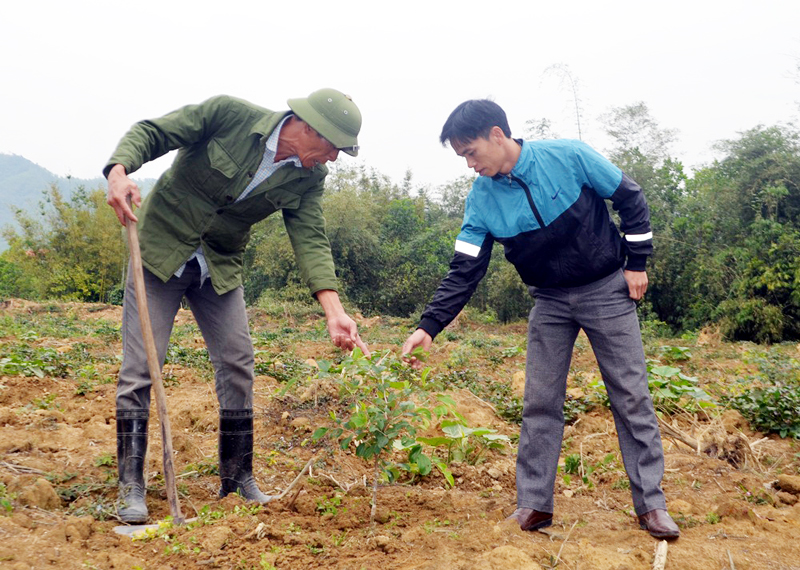 Ông Đặng Văn Kim, thôn Đồng Chùa, xã Vũ Oai, huyện Hoành Bồ (bên trái), giới thiệu giống táo lai 05 gia đình trồng.