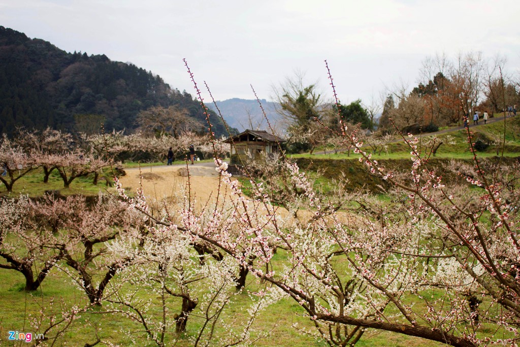 Từ đầu tháng 2, khi thời tiết bắt đầu ấm lên, nhiều loại hoa ở Nhật bắt đầu khoe sắc. Trong đó, nổi bật nhất là hoa mận. Lễ hội ngắm hoa này cũng diễn ra và kéo dài từ đầu tháng 2 đến giữa tháng 3.