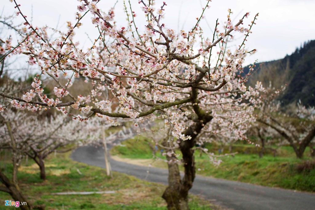 Hoa mận hay hoa mơ tại Nhật được gọi là Ume. Đây là một trong những loại hoa quen thuộc trong đời sống của người dân và có giá trị kinh tế cao.