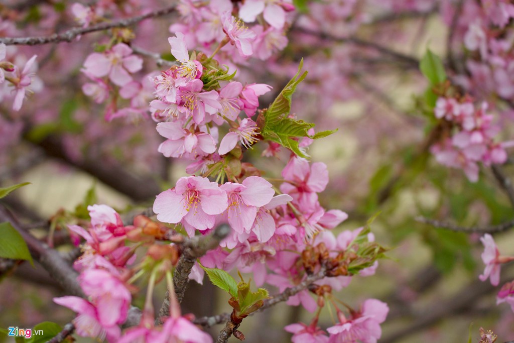 Để phân biệt hai loại hoa này, bạn có thể dựa vào thời gian nở. Hoa mận nở từ đầu tháng 2 đến giữa tháng 3. Trong khi đó, hoa anh đào nở từ cuối tháng 3 kéo dài sang đầu tháng 4.
