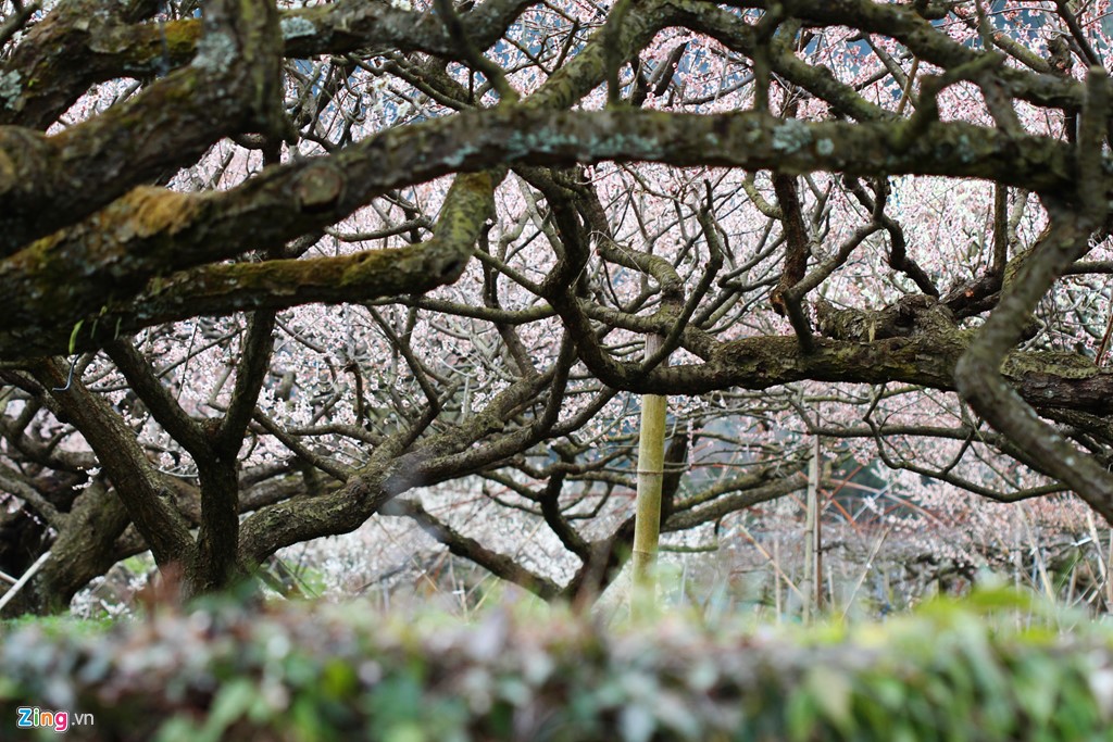 Thân cây hoa mận thường tẽ nhánh sát đất và có nhiều đường vỏ cây nằm dọc.