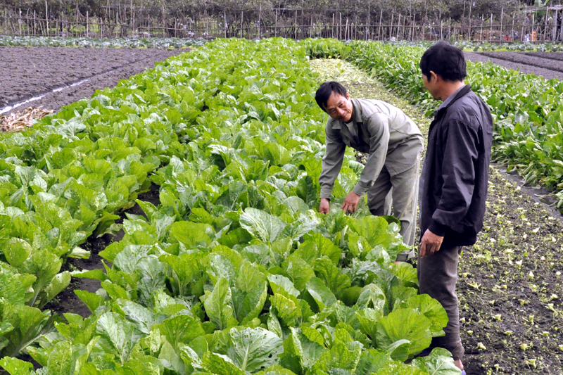 Các xã viên HTX Hà Tân, phường Hà Phong (TP Hạ Long) trao đổi kinh nghiệm trồng cải bó xôi.