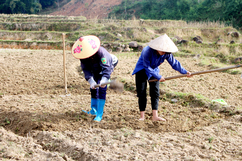 Nông dân Bình Liêu chủ động ra đồng làm đất canh tác vụ xuân 2017.