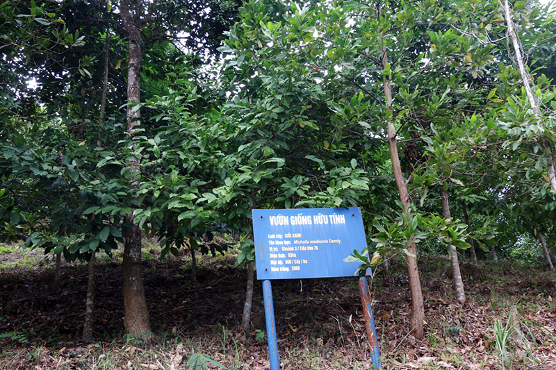 Mô hình vườn giống hữu tính giống giổi xanh nằm trong dự án được trồng từ năm 2009 tại thôn Đèo Đọc, xã Đồng Lâm (huyện Hoành Bồ).