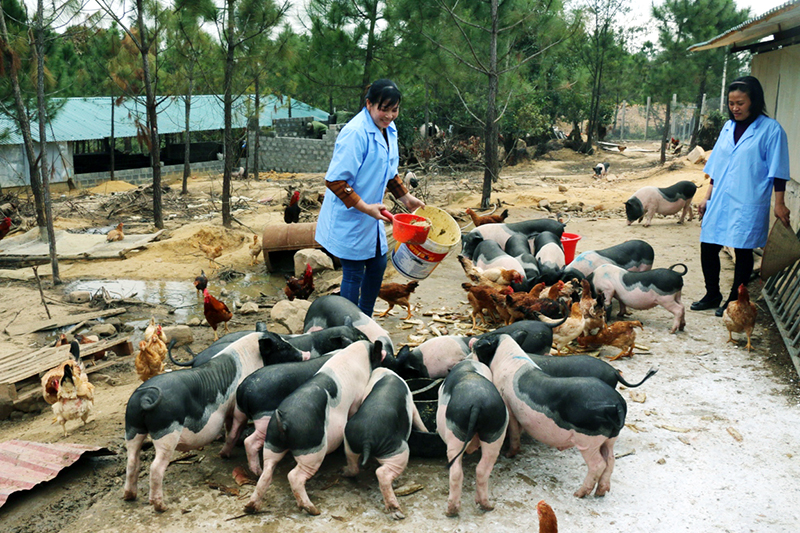 Mô hình lợn sạch Móng Cái nuôi theo hình thức nhốt chuồng kết hợp với thả rông của gia đình bà Nguyễn Thị Loan, Giám đốc HTX Nông nghiệp hữu cơ An Lộc, thôn 5, xã Quảng Nghĩa.