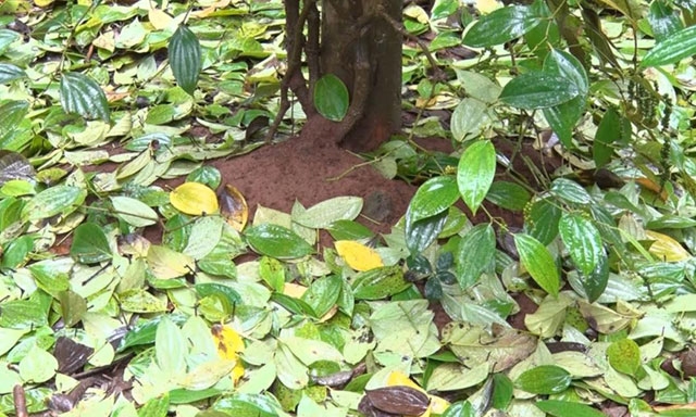 Cây tiêu ở huyện Gio Linh (Quảng Trị) rụng hết lá, thối rễ và chết.