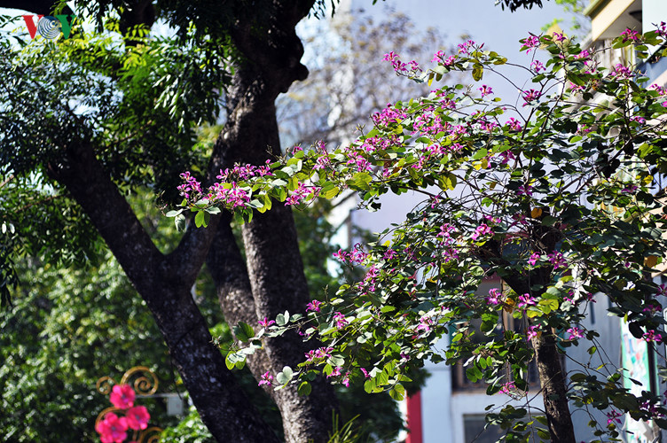   Khoảng hai năm trở lại đây, một số tuyến đường ở Hà Nội có trồng thêm hoa ban tím.