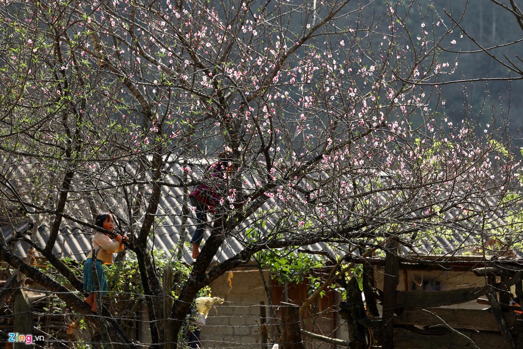 Trẻ nhỏ ở xã Lóng Luông thơ thẩn trèo lên cây đào hái quả sớm.