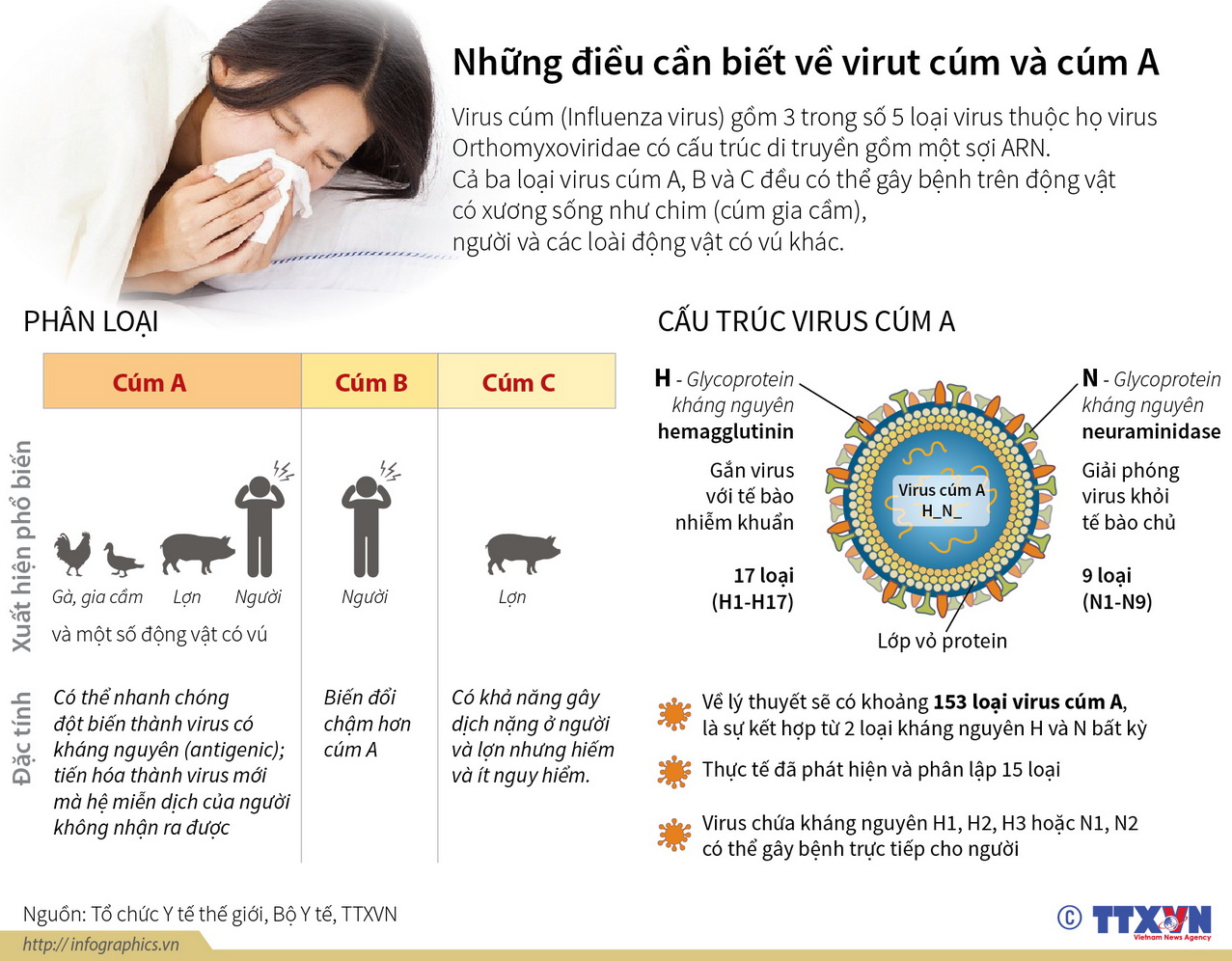 Những điều cần biết về virus cúm và cúm A