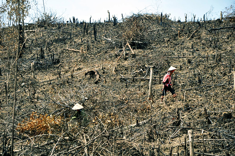 Thực hiện công tác giao đất, giao rừng đã giúp nhiều hộ dân có điều kiện trồng rừng, phát triển kinh tế. Trong ảnh: Người dân xã Quảng Lâm dọn thực bì để trồng rừng vụ xuân.