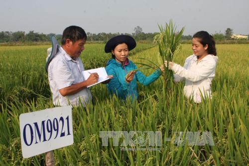 Kiểm tra chất lượng giống lúa lai tạo chịu mặn trên ruộng thực nghiệm của Viện lúa ĐBSCL. Ảnh: Tràng Dương/TTXVN