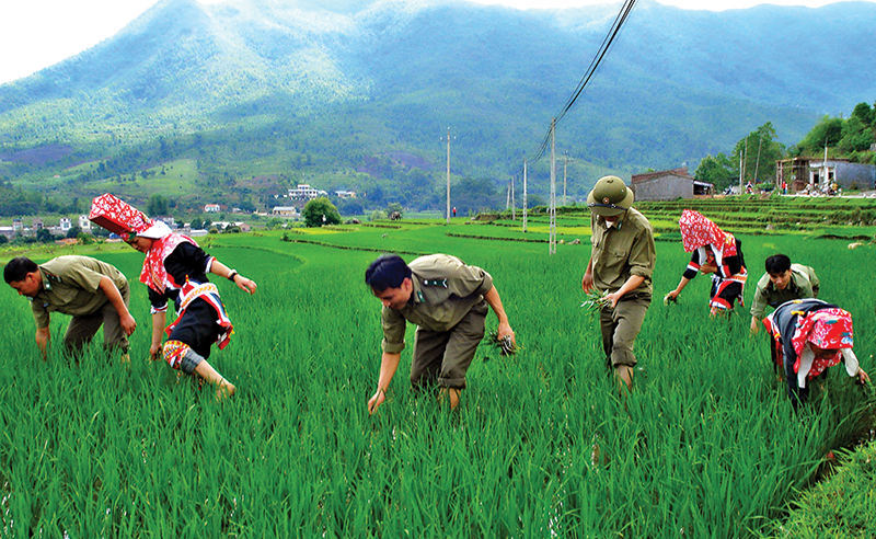 Cán bộ, chiến sĩ Đồn Biên phòng Cửa khẩu Hoành Mô giúp bà con người Dao Thanh Phán, xã Hoành Mô làm cỏ lúa.