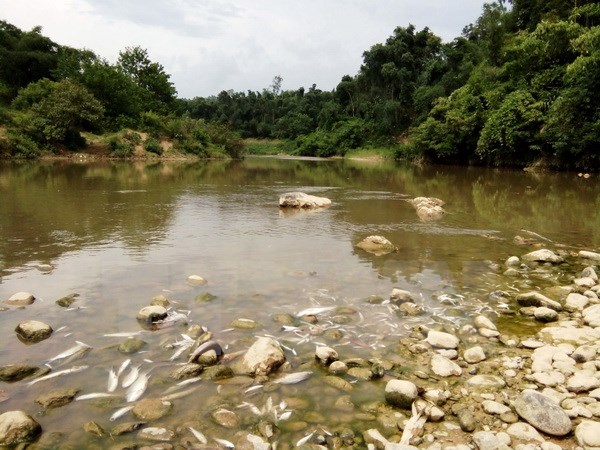 Cá chết nổi trắng sông Âm đoạn qua xã Giao An, huyện Lang Chánh, Thanh Hóa tháng 7/2016. (Ảnh: Hoa Mai/TTXVN)