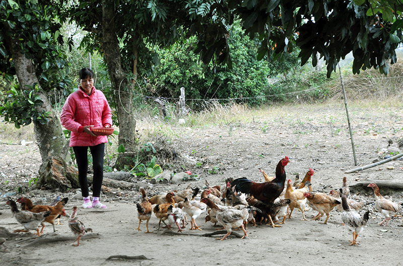 Được hỗ trợ 80 con gà giống, chị Đặng Thị Đoạn, hội viên Chi hội phụ nữ thôn 4, xã Quảng Nghĩa đang từng bước phát triển sản xuất, vươn lên thoát nghèo.