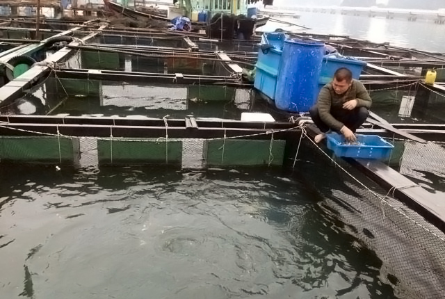 Mô hình nuôi cá lồng bè trên biển của gia đình anh Vũ Tiến Nam tại khu vực Bến Do, phường Cẩm Trung, TP Cẩm Phả.