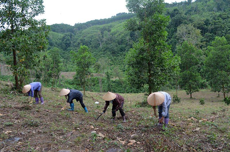 Công nhân HTX Toàn Dân, xã Thanh Lâm chăm sóc rừng trồng.