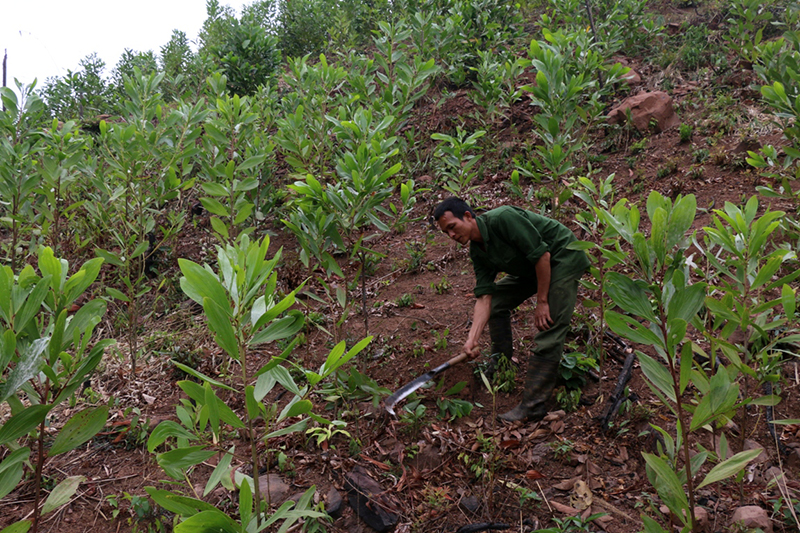 Sau khi nhận 3,6ha đất rừng, gia đình anh Triệu Văn Tuấn, thôn Khe Lọng Ngoài, xã Thanh Sơn đã đầu tư trồng keo.