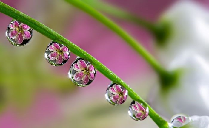 Những bông hoa phản chiếu trong các giọt nước mưa. (Nguồn: boredpanda.com)