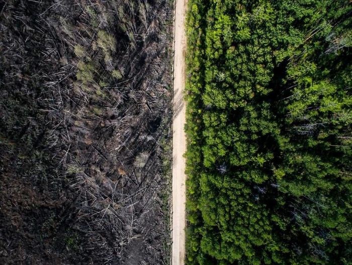 Khi đám cháy rừng bị con đường xuyên ngang cản bước. (Nguồn: boredpanda.com)