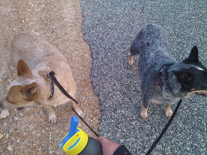 2 chú chó tình cờ chọn con đường theo màu lông. (Nguồn: boredpanda.com)