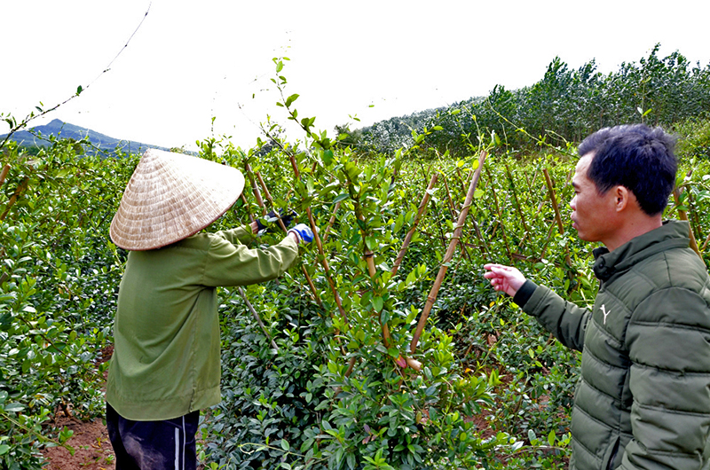 Người dân thôn Đồng Tâm, xã Yên Than, huyện Tiên Yên chăm sóc vườn cây dược liệu dây thìa canh.