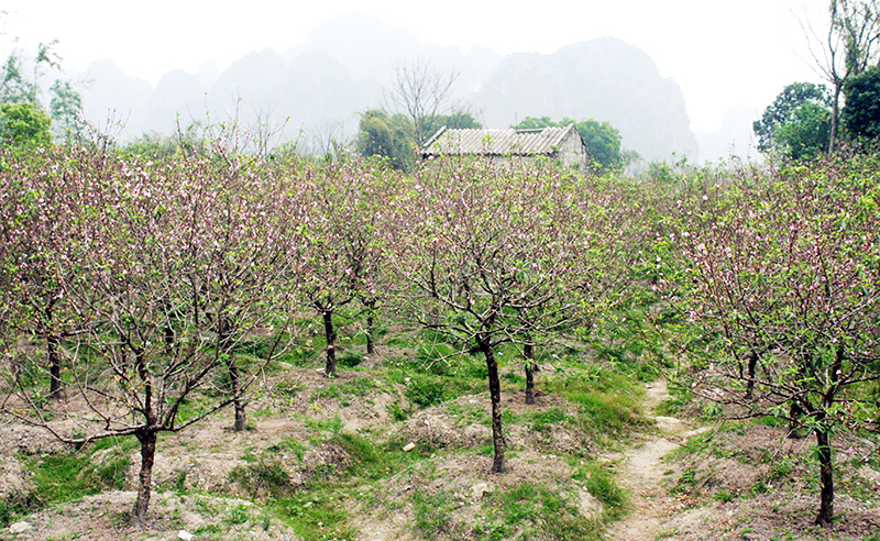 Những vườn đào nở muộn ven tỉnh lộ 334 đoạn qua xã Hạ Long, huyện Vân Đồn.