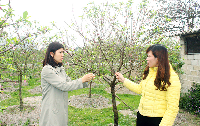 Cán bộ khuyến nông xã Hạ Long trao đổi kỹ thuật chăm sóc đào với chị Nguyễn Thị Quyết (bên phải) ở thôn 5.