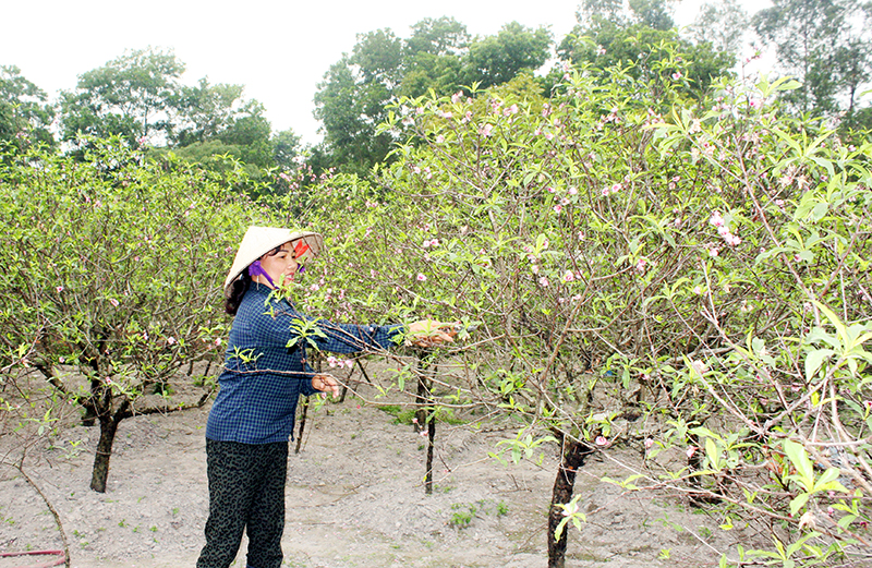 Chị Lê Thị Mây, thôn 7, xã Hạ Long cắt cành, tỉa lá cho vườn đào của gia đình.