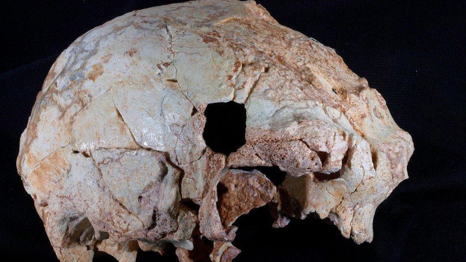 Hóa thạch xương sọ bí ẩn 400.000 năm tuổi.