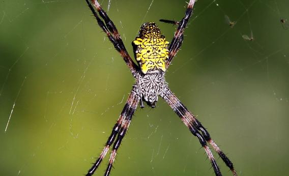 Theo kết quả nghiên cứu của các nhà khoa học, sức ăn của nhện thật phi thường.