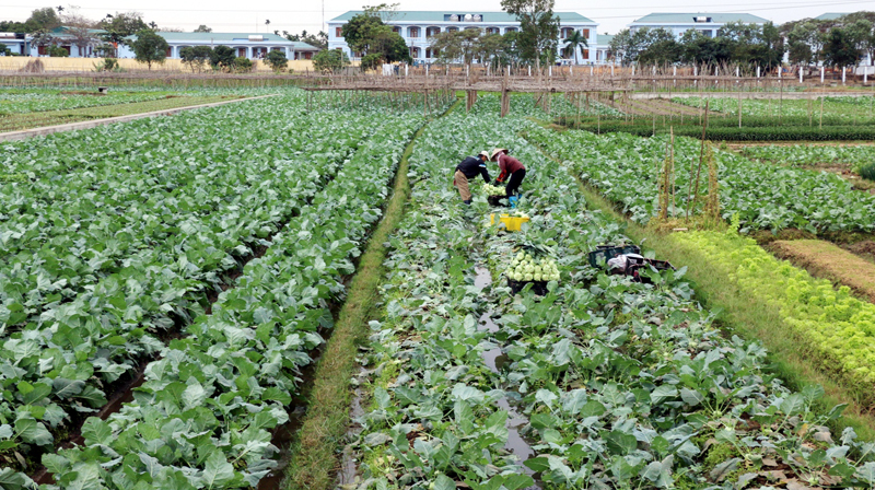 Mô hình trồng rau an toàn của HTX Rau an toàn Tiền An (TX Quảng Yên).