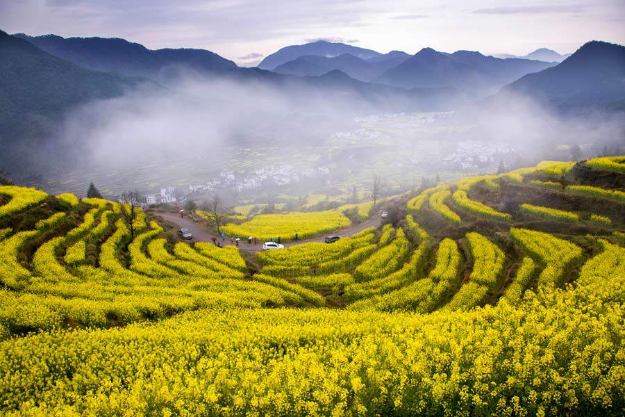 Cánh đồng hoa cải ở huyện Vụ Nguyên, tỉnh Giang Tây là một trong những cánh đồng đẹp nhất ở Trung Quốc. Những cánh đồng bậc thang đẹp như tranh vẽ, trải dài 6.700 ha, pha trộn hài hoà với những ngôi nhà trắng phủ sương phía dưới thung lũng.