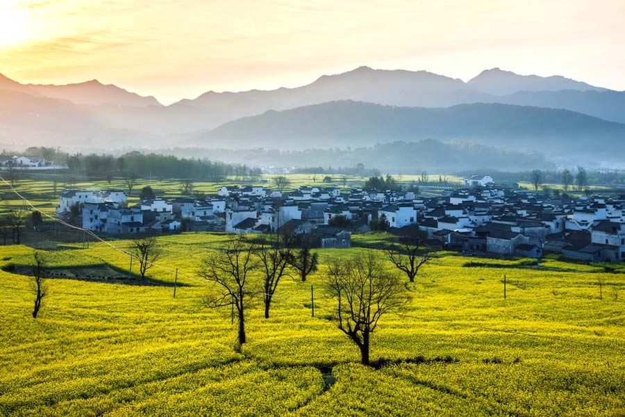 Một buổi sáng tinh sương, yên bình trong một thị trấn ở thành phố Hoàng Sơn, tỉnh An Huy, Đông Trung Quốc, được bao quanh bởi những cánh đồng vàng.