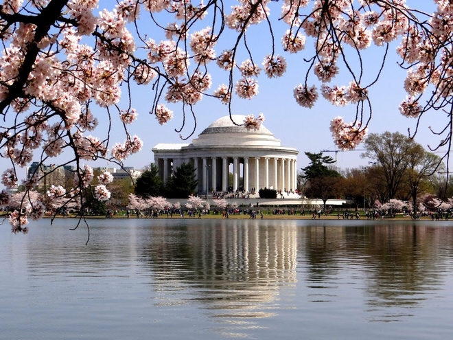 Lễ hội hoa anh đào toàn quốc ở Washington DC là một trong những điểm đến nổi tiếng nhất thế giới mà du khách có thể chiêm ngưỡng mùa hoa này.